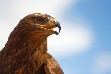 Obraz premium Steinadler