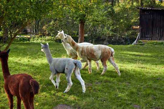 Alpaca walk in nature. Alpacas graze on the grass. Many Alpacas walk in the village courtyard. Beautiful animals among nature. Alpaca go on the farm.