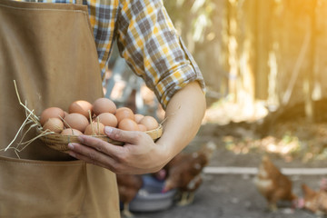 young smart farmer wear plaid long sleeve shirt brown apron are holding fresh chicken eggs into basket at a chicken farm in him home area