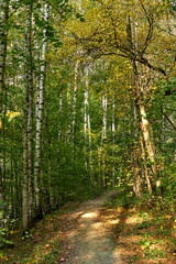 Green Forest. Beautiful view of nature. Landscape photo of green forest. Forest nature on a sunny day. Beautiful nature of Germany. Photo of forests in  Germany.