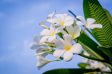 white plumeria flowers on blue sky background