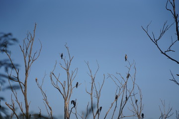 Birds sitting on the branches