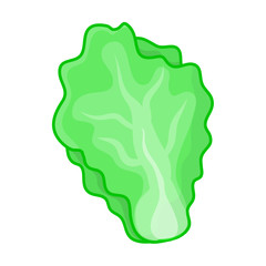 Nappa cabbage cartoon isolated illustration on white background