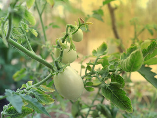 Green tomatoes grown in pots in the backyard and morning light