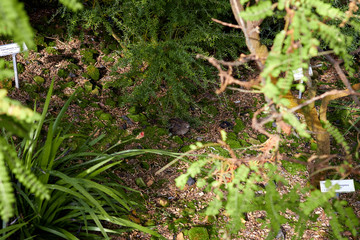 Partridge living in the garden. Partridges walk on the grass among nature. Small partridge birds make a nest for birds. Birds living in the garden.