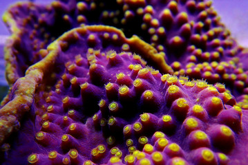 Underwater macro shot on yellow polyps from purple Turbinaria coral © Kolevski.V