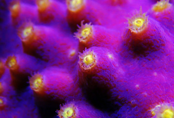 Underwater macro shot on yellow polyps from purple Turbinaria coral © Kolevski.V