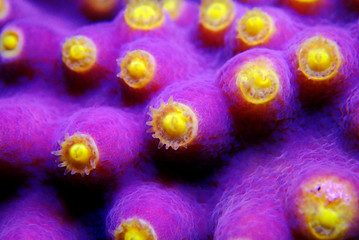 Underwater macro shot on yellow polyps from purple Turbinaria coral © Kolevski.V