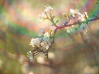 Flowering thorn Bush (blackthorn, Prunus spinosa) in the warm spring sun in Greece