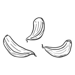Vector Sketch Garlic Garlic Cloves