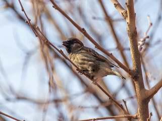 Sparrow on the branches of a tree against the blue sky