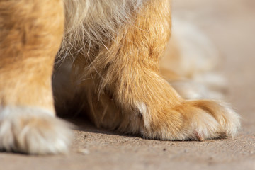 Dog paws on the road