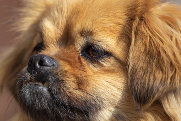 Portrait of a dog in the afternoon