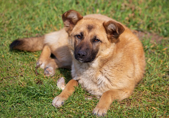 Portrait of a dog on the grass in spring