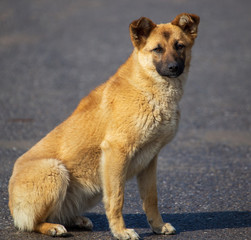 Portrait of a dog in the afternoon