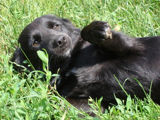 Щенок с просьбой почесать живот