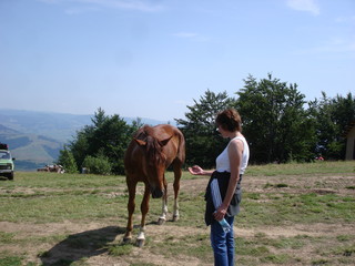 Meeting a city resident with a horse