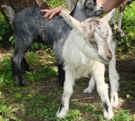 Multi-colored kids for the first time try the grass