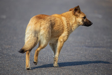 The dog walks on the road