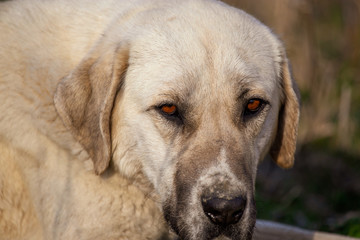Portrait of a dog in the afternoon