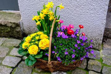 Basket with different flowers. Narcissists, roses, daisies, bells.