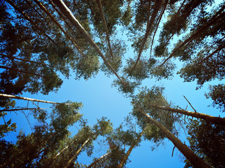 trees and blue sky