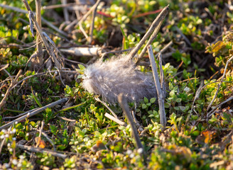 Feather of a bird on the grass in nature