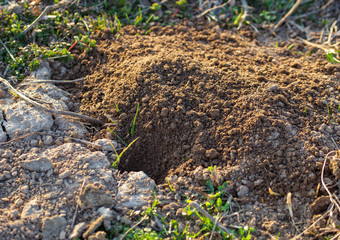 Animal digs the ground in nature