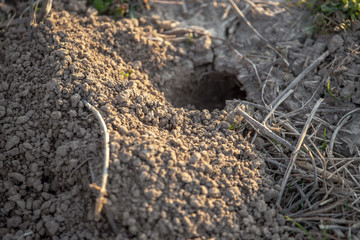 Animal digs the ground in nature