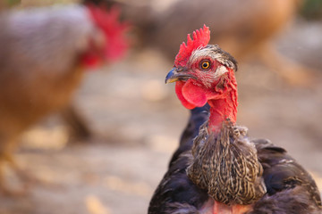 Portrait of Banat Naked Neck Chicken breed
