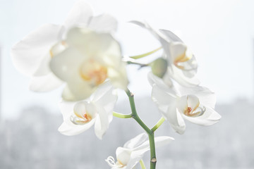 Fototapeta premium White orchids on sun light, the green bud, a new flower, a butterfly, macro, Phalaenopsis, Doritis, Grafia, Kingidium, Kingiella, Lesliea, Synadena, Stauroglottis, Stauritis, Polystylus, Polychilos