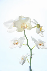 Fototapeta premium Białe orchidee w świetle słonecznym, zielony pączek, nowy kwiat, motyl, makro, Phalaenopsis, Doritis, Grafia, Kingidium, Kingiella, Lesliea, Synadena, Stauroglottis, Stauritis, Polystylus, Polychilos