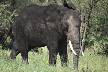 Fototapeta premium Elephant Tanzania