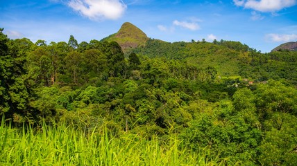 landscape with trees and mountains