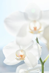 Naklejka na ściany i meble White orchids on sun light, the green bud, a new flower, a butterfly, macro, Phalaenopsis, Doritis, Grafia, Kingidium, Kingiella, Lesliea, Synadena, Stauroglottis, Stauritis, Polystylus, Polychilos