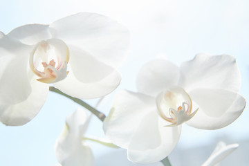 White orchids on sun light, the green bud, a new flower, a butterfly, macro, Phalaenopsis, Doritis, Grafia, Kingidium, Kingiella, Lesliea, Synadena, Stauroglottis, Stauritis, Polystylus, Polychilos
