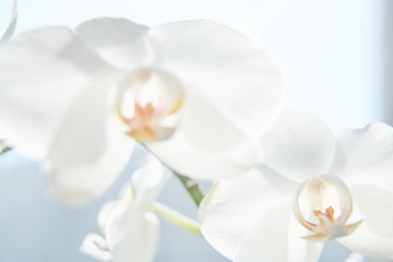 White orchids on sun light, the green bud, a new flower, a butterfly, macro, Phalaenopsis, Doritis, Grafia, Kingidium, Kingiella, Lesliea, Synadena, Stauroglottis, Stauritis, Polystylus, Polychilos