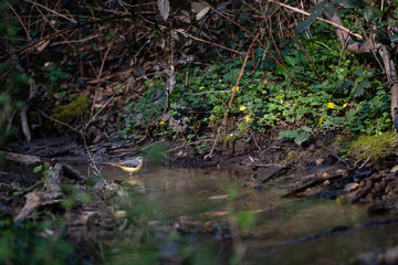 Bergeronnette dans l'eau
