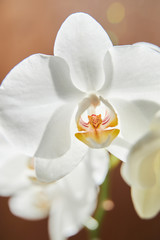 White orchids on sun light, the green bud, a new flower, a butterfly, macro, Phalaenopsis, Doritis, Grafia, Kingidium, Kingiella, Lesliea, Synadena, Stauroglottis, Stauritis, Polystylus, Polychilos