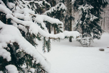 winter landscape with firs fantastic nature morning