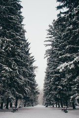 winter landscape with firs fantastic nature morning