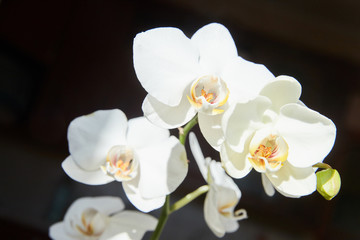 Fototapeta na wymiar White orchids on sun light, the green bud, a new flower, a butterfly, macro, Phalaenopsis, Doritis, Grafia, Kingidium, Kingiella, Lesliea, Synadena, Stauroglottis, Stauritis, Polystylus, Polychilos