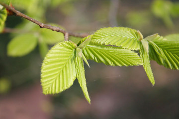 European or common hornbeam with young fresh green leaves. Carpinus betulus