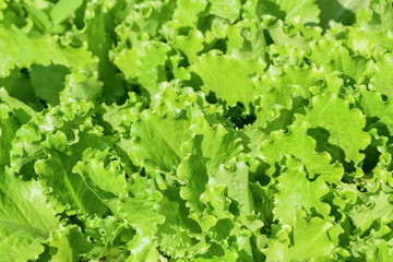 Green salad leaves background. Fresh green salad in the garden