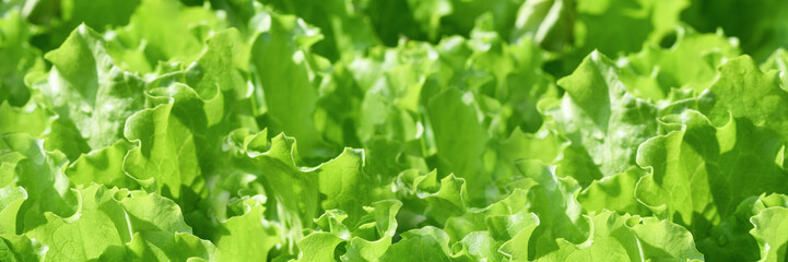Banner. Fresh green curly salad in the garden. Elongated photo