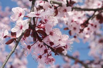 Pink Cherry flowers on branch against blue sky . Springtime Easter background