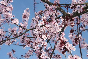 Pink Cherry flowers on branch against blue sky . Springtime Easter background