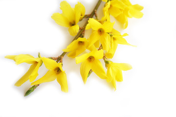 Forsythia branch with yellow flowers isolated on white background.