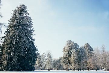 winter landscape with firs fantastic nature morning