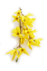 Forsythia branch with yellow flowers isolated on white background.
